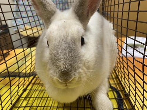A608501 - Shorthaired Rabbit available for adoption