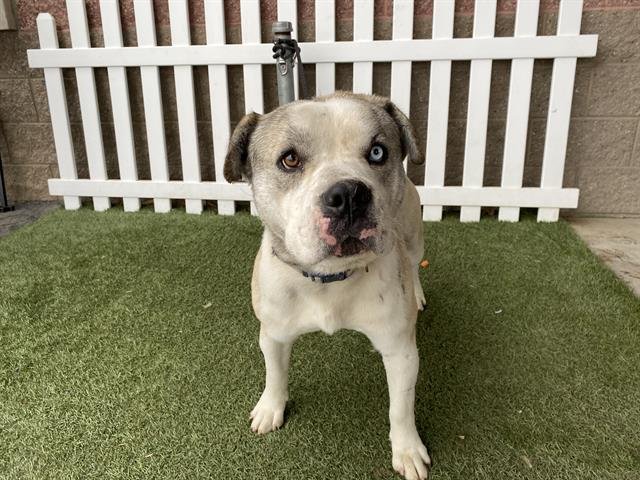 A605678 - American Staffordshire Terrier available for adoption