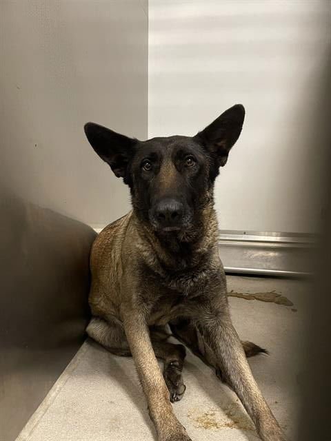 *MARA - Belgian Shepherd Malinois available for adoption