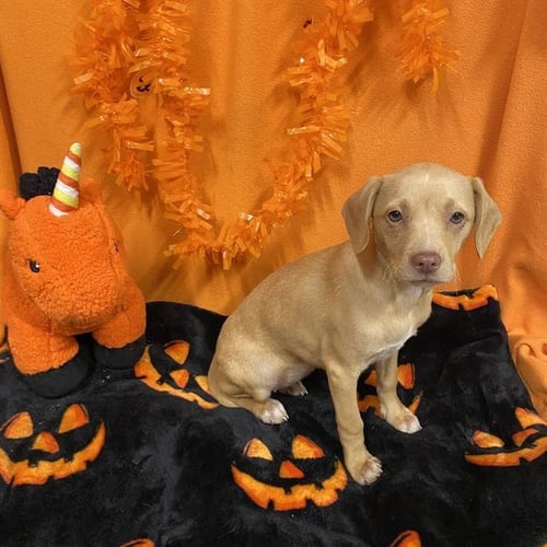 *DONUT - Rat Terrier available for adoption