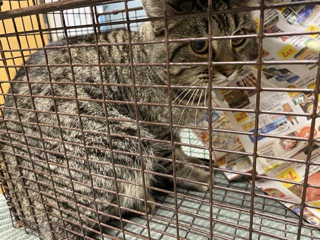 A606523 - Domestic Short Hair available for adoption