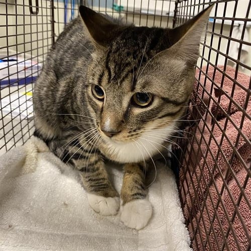 A613005 - Domestic Short Hair available for adoption