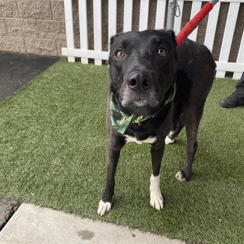 LOKI - Labrador Retriever available for adoption