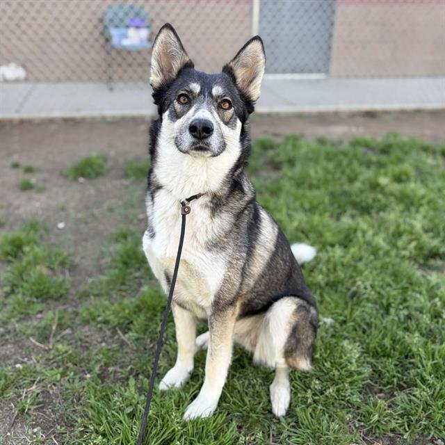 *PADDY - Siberian Husky available for adoption