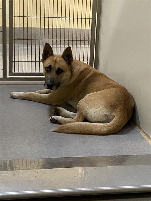 *WALLEN - German Shepherd Dog available for adoption