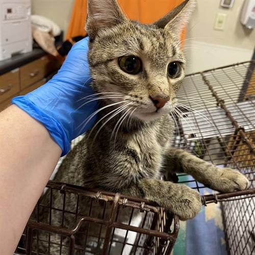 MAMA - Domestic Short Hair available for adoption