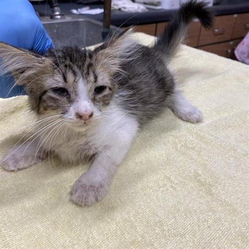 A613853 - Domestic Long Hair for adoption in Modesto