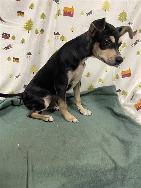 *KENNY - Jack Russell Terrier (Parson Russell Terrier) available for adoption