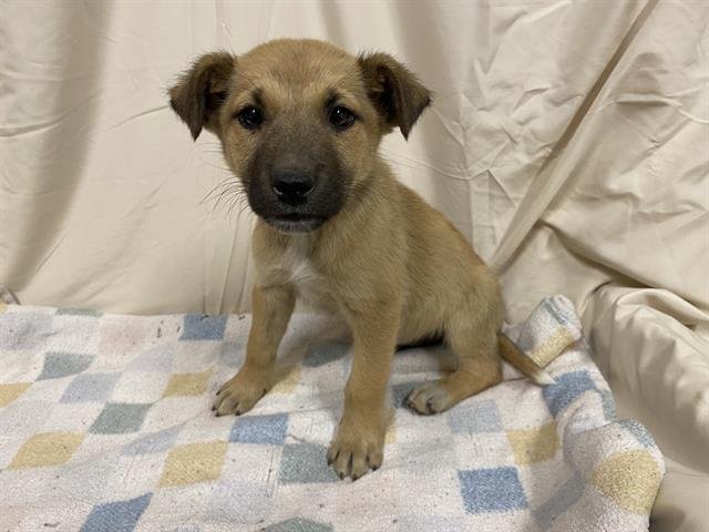 A607800 - German Shepherd Dog available for adoption