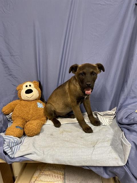 A608923 - Belgian Shepherd Malinois available for adoption