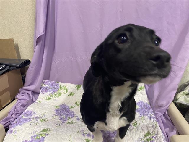 A606862 - Chihuahua / Dachshund available for adoption