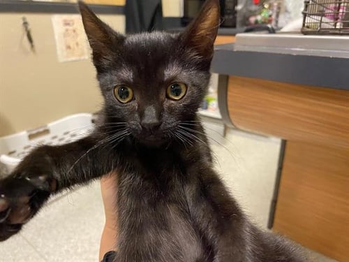 *JERI - Domestic Short Hair for adoption in Modesto