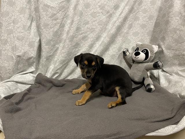 *NOXIE - German Shepherd Dog available for adoption