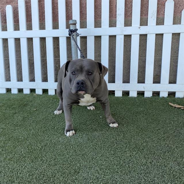 TYSON - Pit Bull Terrier available for adoption