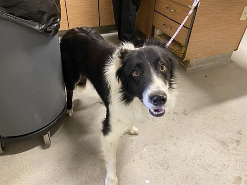 *OREO - Border Collie for adoption in Modesto