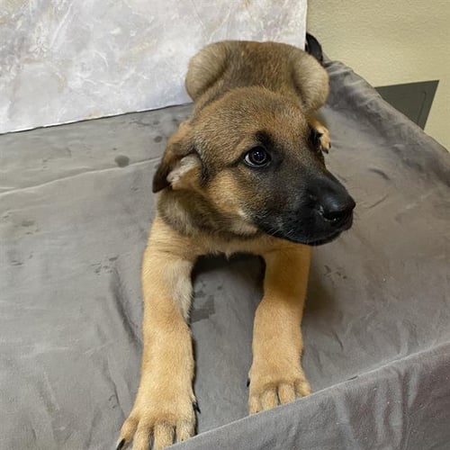 *ELI - German Shepherd Dog available for adoption