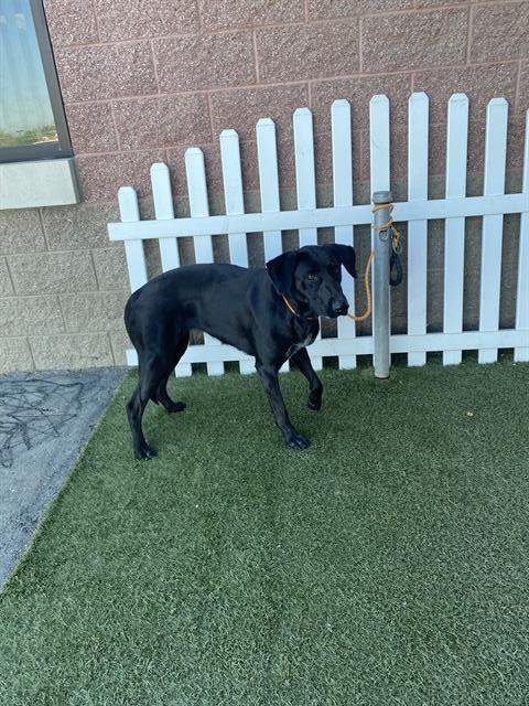 *REMI - Labrador Retriever available for adoption
