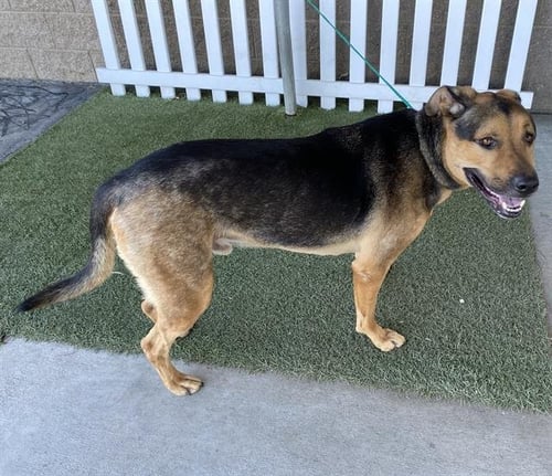 BRUNO - Rottweiler / American Bulldog available for adoption