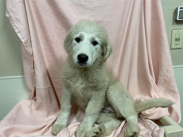 A607313 - Great Pyrenees available for adoption