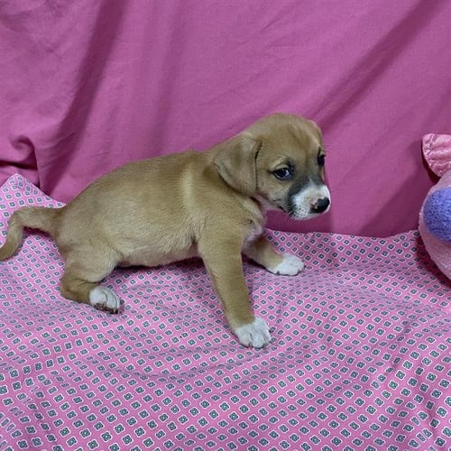 A614025 - Australian Shepherd available for adoption