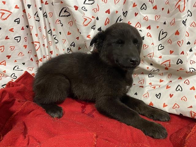 A607023 - Dutch Shepherd available for adoption