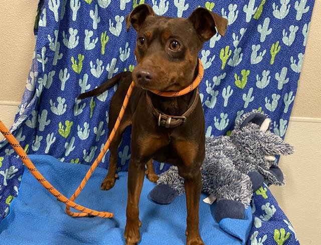 *PAPRIKA - Miniature Pinscher available for adoption