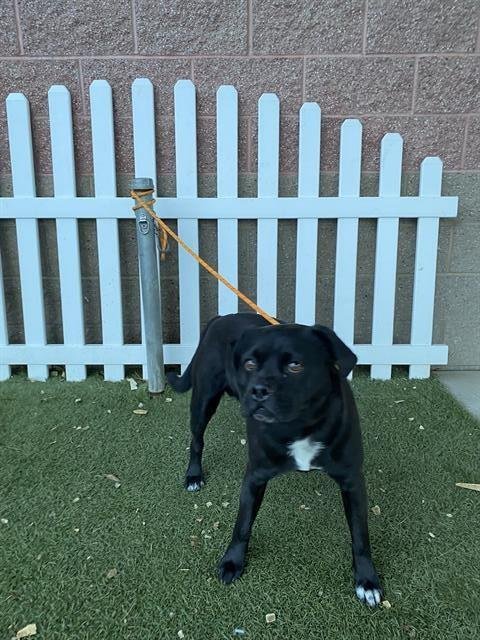 *BOOGIE - Bulldog / Staffordshire Bull Terrier available for adoption