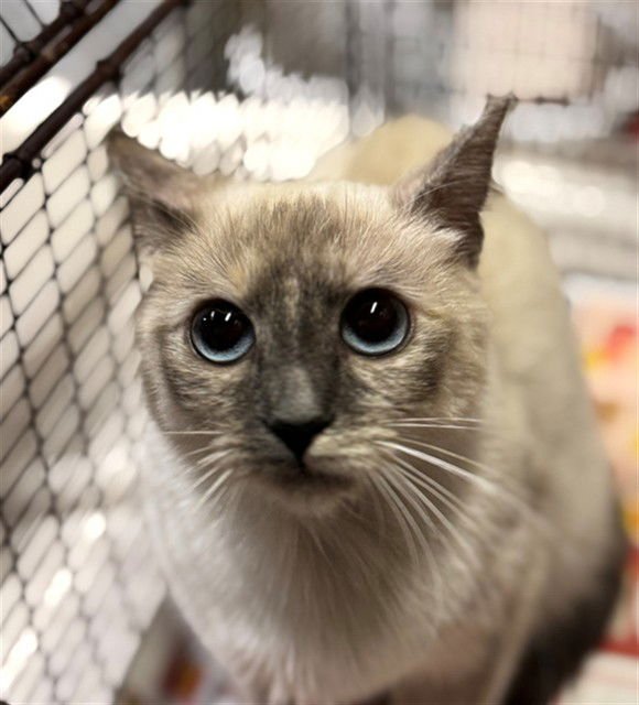 A607051 - Siamese available for adoption