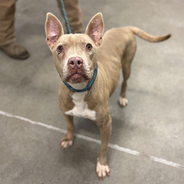 ZENA - Pit Bull Terrier available for adoption