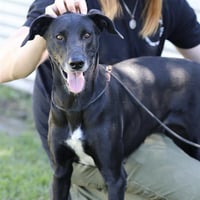 *TALLULAH - Photo 1