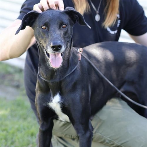 *TALLULAH - Labrador Retriever / Greyhound available for adoption