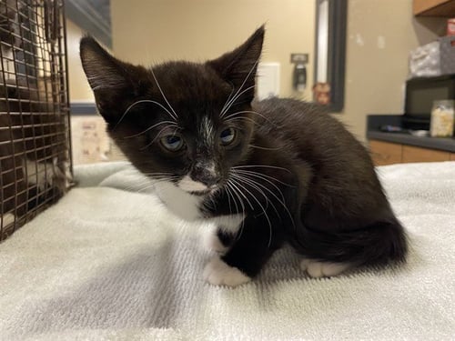 *MARVIN - Domestic Long Hair available for adoption