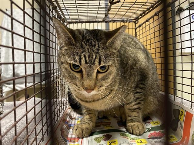 *FRANKIE - Domestic Short Hair available for adoption