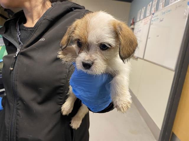 A607284 - Norfolk Terrier available for adoption
