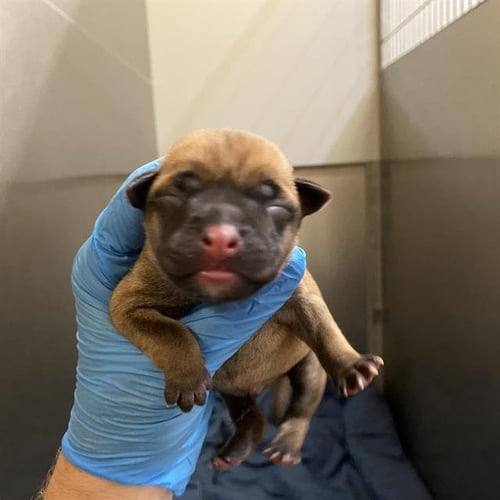 A613204 - Pit Bull Terrier available for adoption