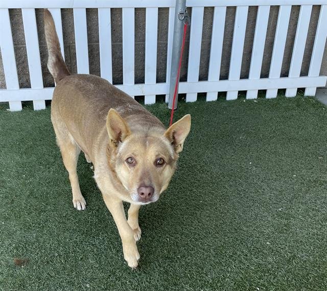 *WINNIE - German Shepherd Dog available for adoption