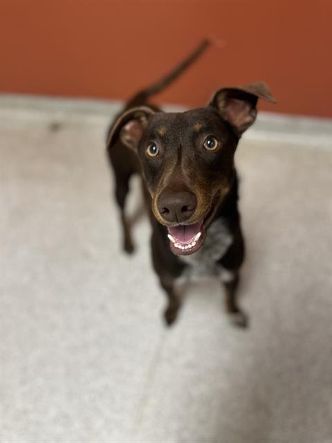 *TOOSTIE ROLL - Doberman Pinscher available for adoption