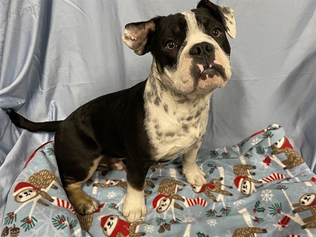 RAIDER - Bulldog available for adoption