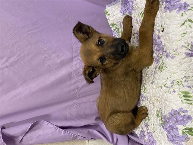 A606845 - German Shepherd Dog available for adoption