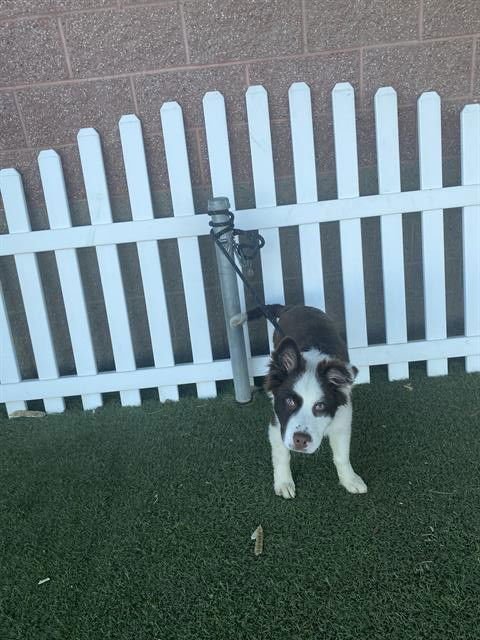 A607081 - Australian Shepherd available for adoption