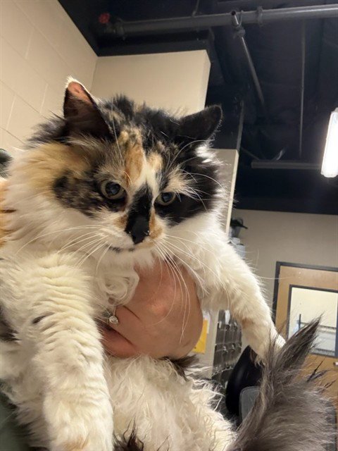 A614402 - Domestic Medium Hair available for adoption
