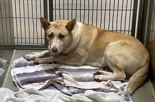 *REZ - Siberian Husky / Pit Bull Terrier available for adoption