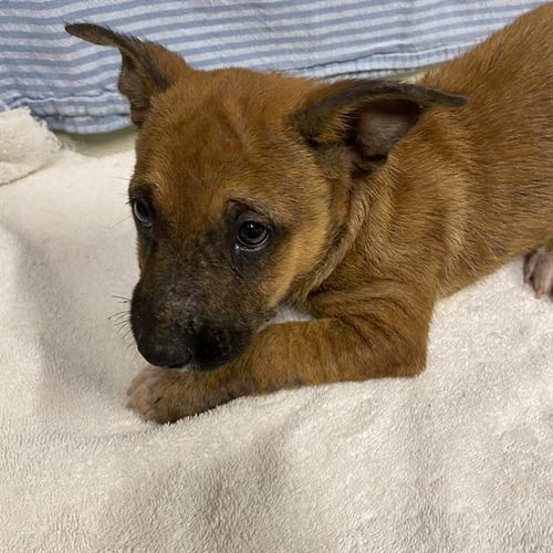 A614244 - Belgian Shepherd Malinois available for adoption