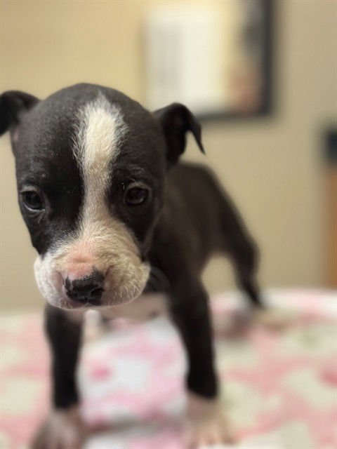 *VIPER - Labrador Retriever / Pit Bull Terrier available for adoption