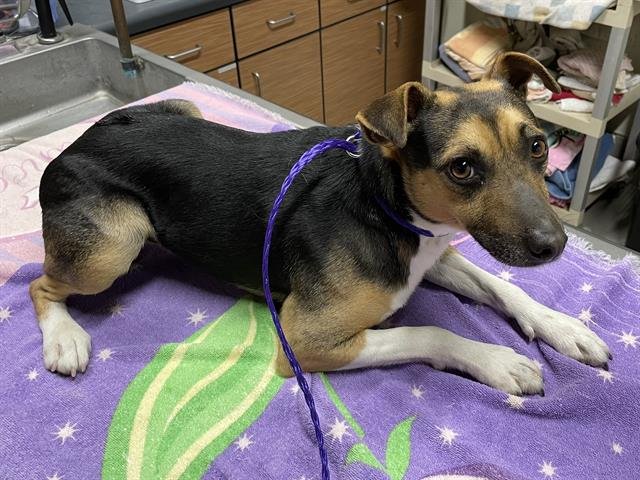 A607748 - Rat Terrier available for adoption