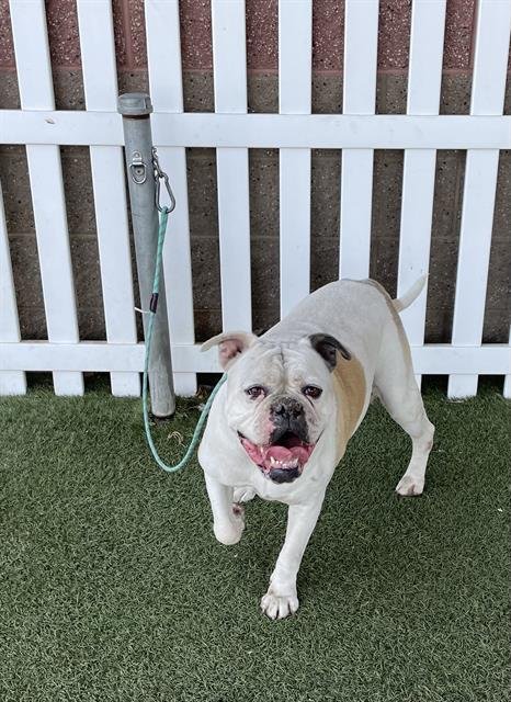 A614715 - American Bulldog available for adoption
