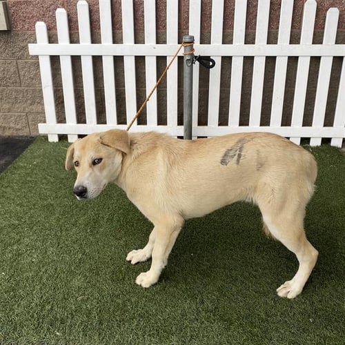 *BRODY - Labrador Retriever available for adoption