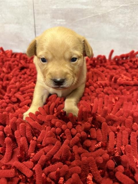 MANICOTTI  MANI - Chihuahua available for adoption