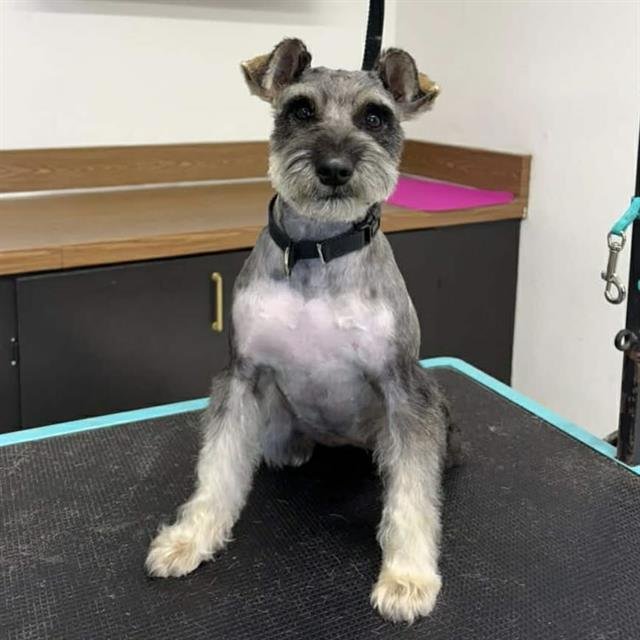 *BREA - Miniature Schnauzer available for adoption