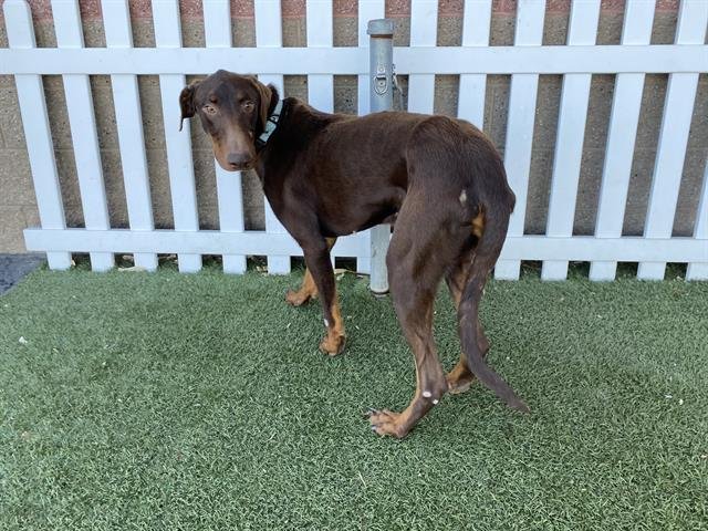 REDMOND - Doberman Pinscher available for adoption